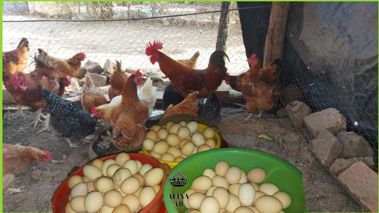 Gallinas Alina Albarrán gallo huevos patos juntando huevos