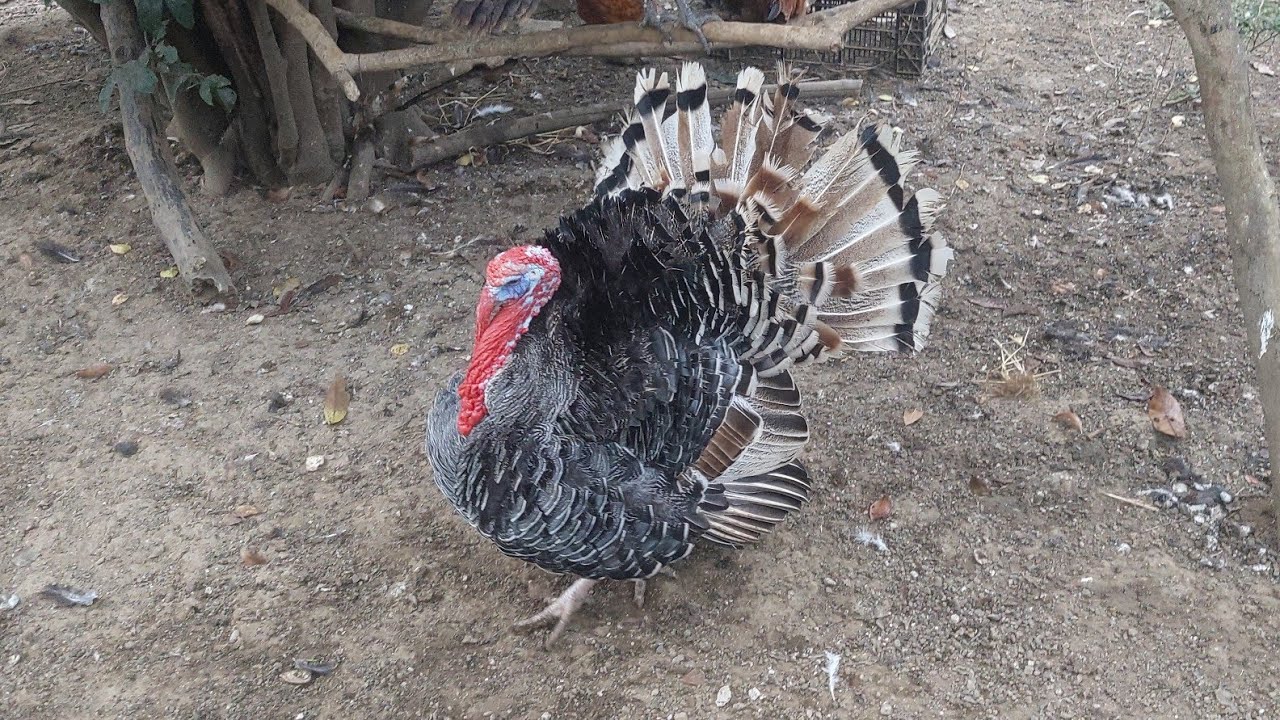 Gallinas Alina Albarrán gallo huevos pavo thor guajolote